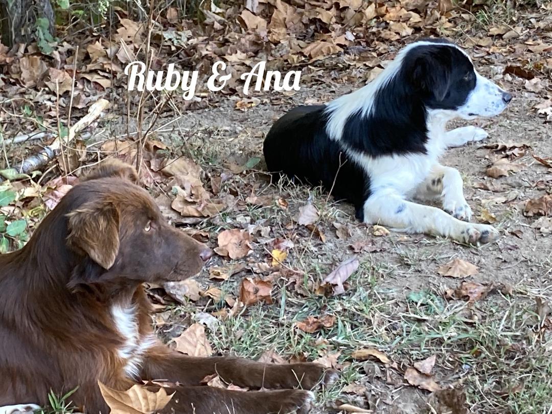 Dog for Adoption Ana /mm/kk, a Border Collie in Clarksville, TN