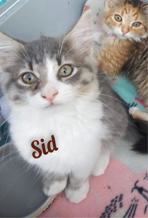 Sid/pc