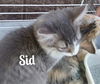 Sid/pc