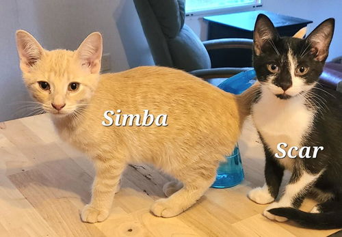 Simba/rg