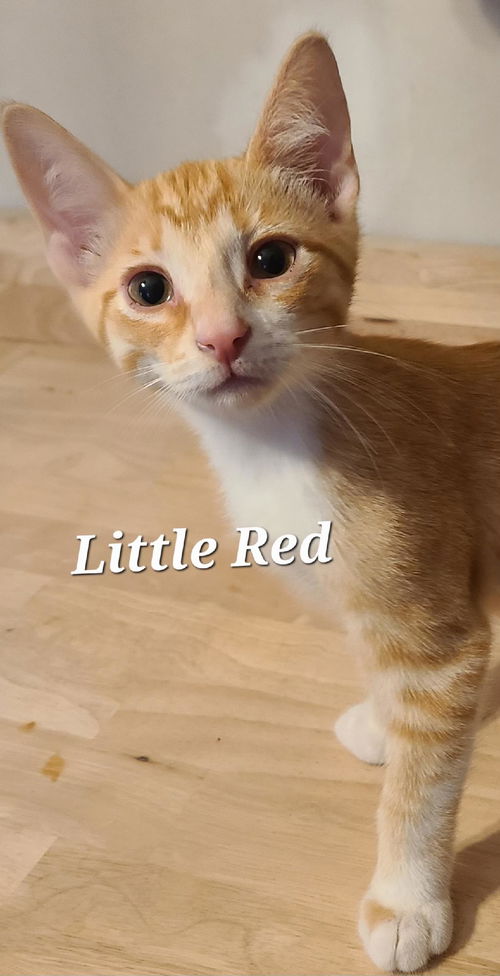 Little Red/rg