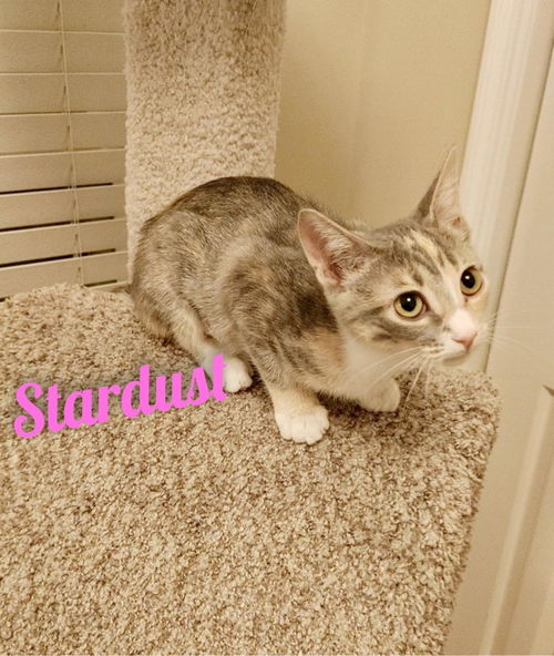 Stardust/mb