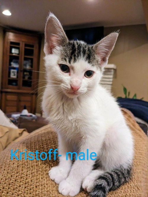Kristoff  rg