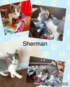 Sherman  kk