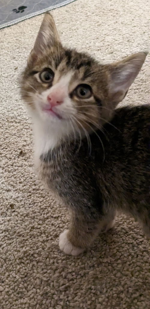 Oliver  sj