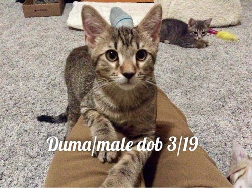Duma th