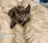 Sterling   kk