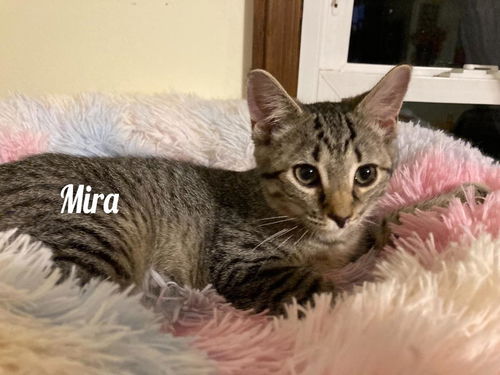 Mira (Miracle) kk