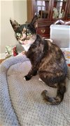 adoptable Cat in  named Hannah mb