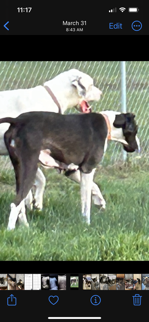 Shiloh th