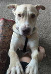 adoptable Dog in , TN named Jay (cd)