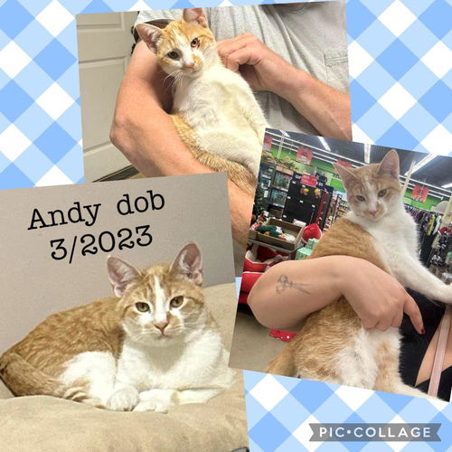 Andy th