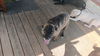 adoptable Dog in white bluff, TN named Jessie/Rudy (tb)