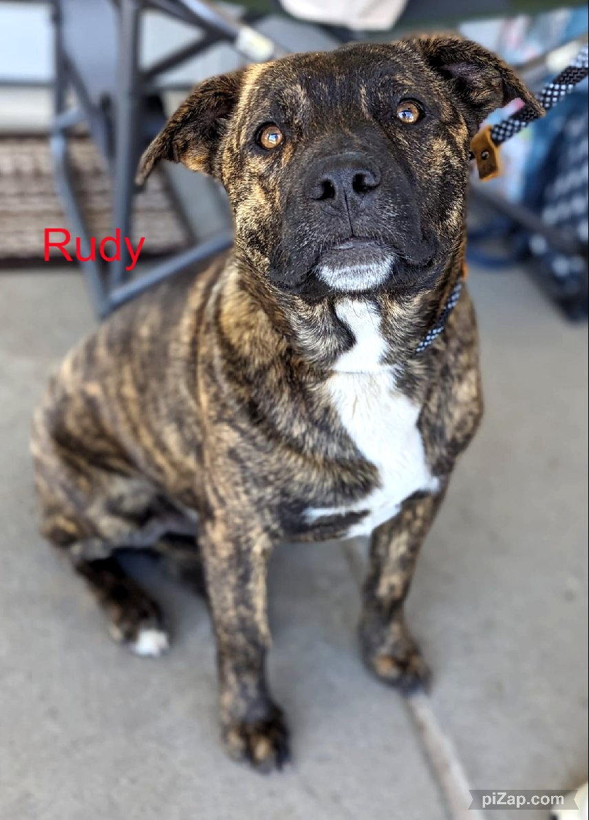 adoptable Dog in White Bluff, TN named Rudy