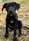 adoptable Dog in white bluff, TN named Luna/ln