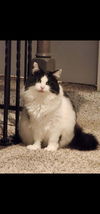 Duchess th