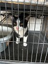 adoptable Cat in dickson, TN named Tommy th
