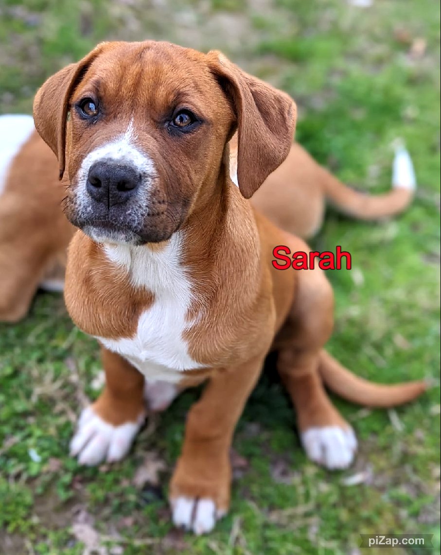 adoptable Dog in White Bluff, TN named Sarah/nina