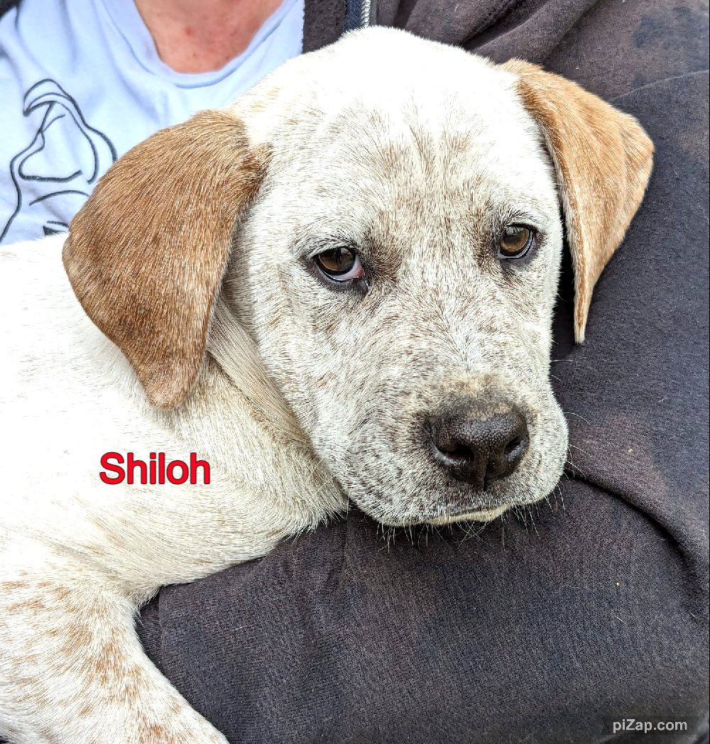 adoptable Dog in White Bluff, TN named Shiloh/nina