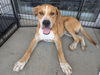 adoptable Dog in , TN named Eli (ng)