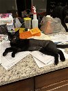 adoptable Cat in dickson, TN named Faith th