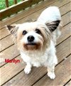 adoptable Dog in white bluff, TN named Marilyn/anna