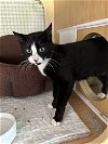 adoptable Cat in  named Patty th