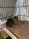 adoptable Cat in dickson, TN named Benny th
