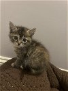 adoptable Cat in  named Miley th