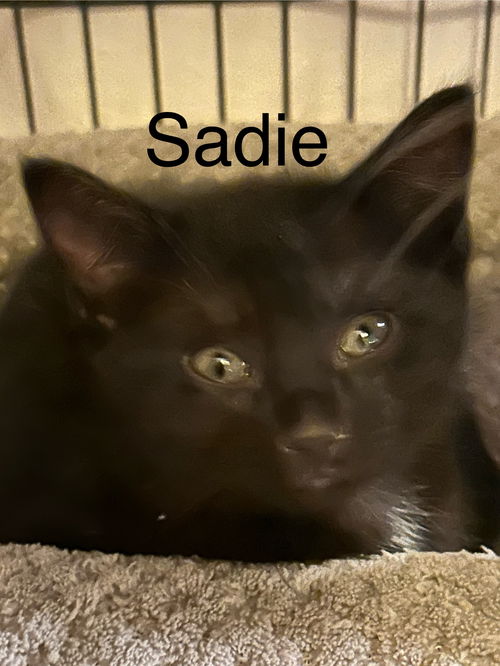 Sadie (th)