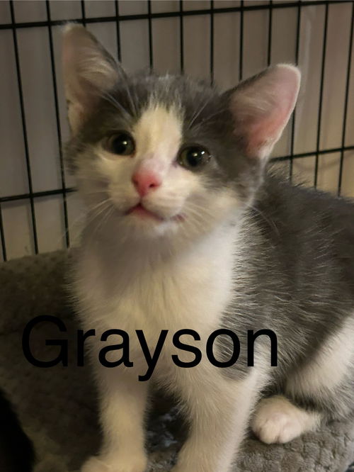 Grayson th