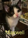 Maxwell th