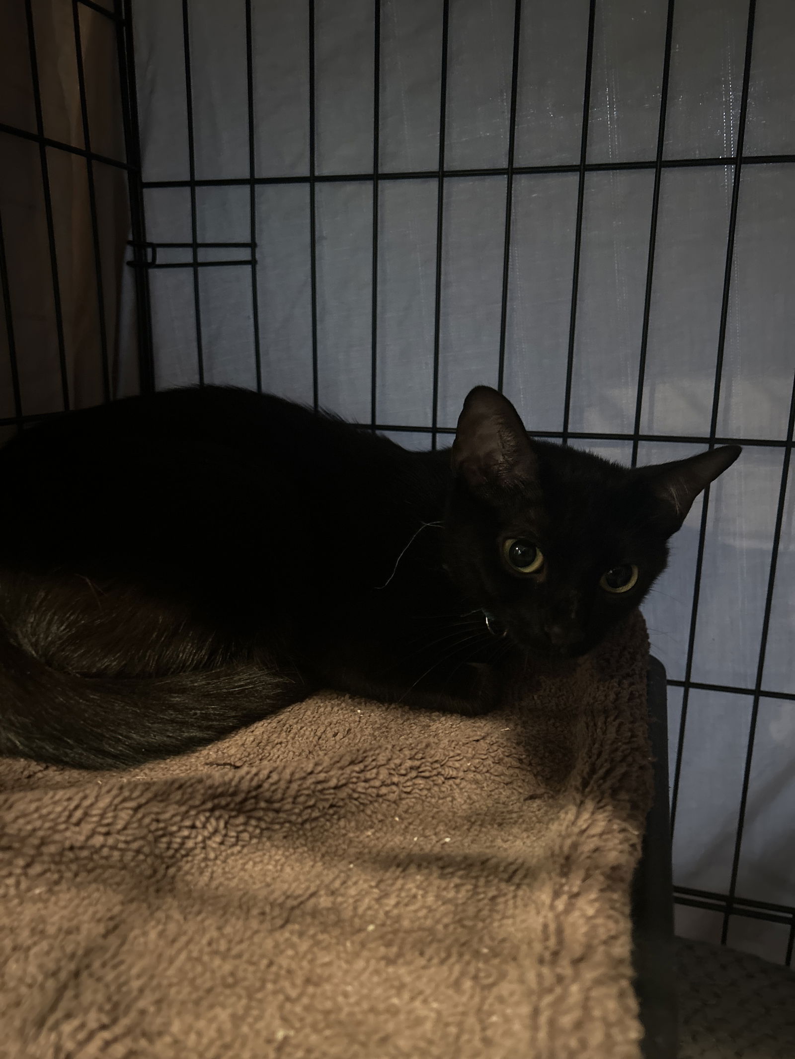 adoptable Cat in Dickson, TN named Lydia (th)