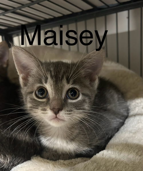 MAISEY TH