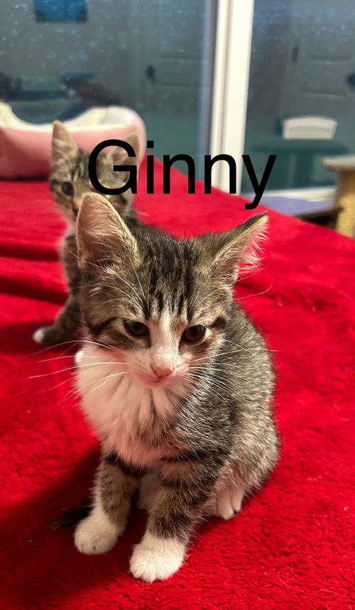 GINNY TH