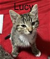 LUCY LH