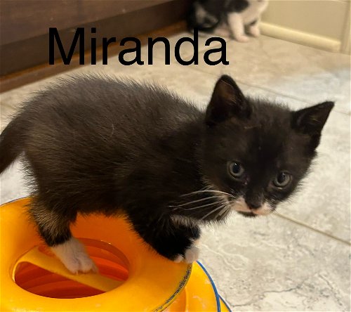 Miranda th