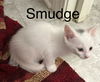 Smudge (th)