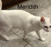 Meredith (th)