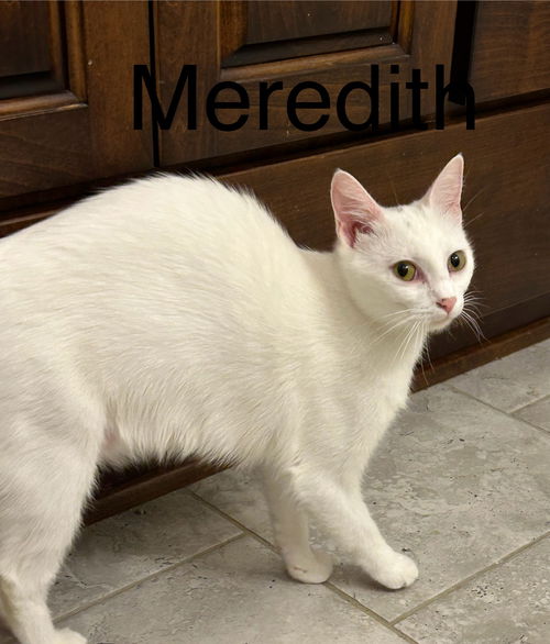 Meredith (th)