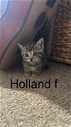 Holland th
