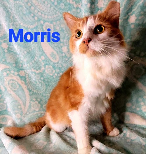 Morris/sm