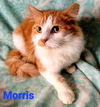 Morris (sm)