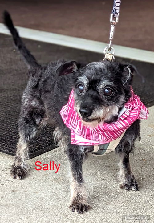 Sally/sm