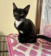 adoptable Cat in Dickson, TN named Jill     ( kk)