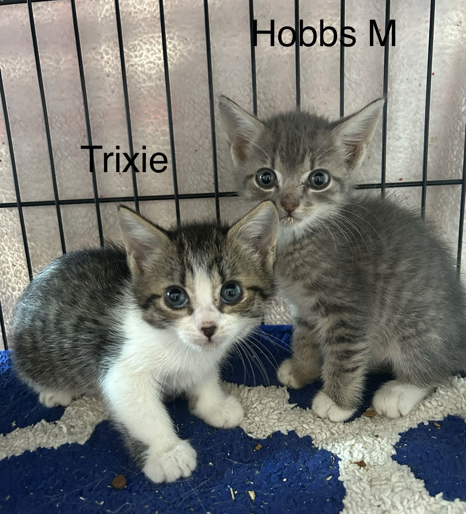 adoptable Cat in Dickson, TN named Trixie    (dc)