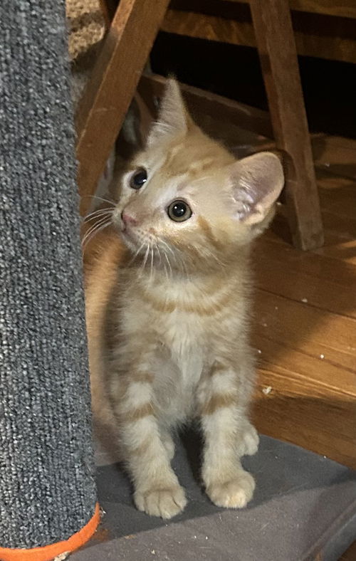 Mr Peaches     (bb)