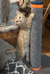 Mr Peaches     (bb)