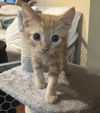 Mr Peaches     (bb)