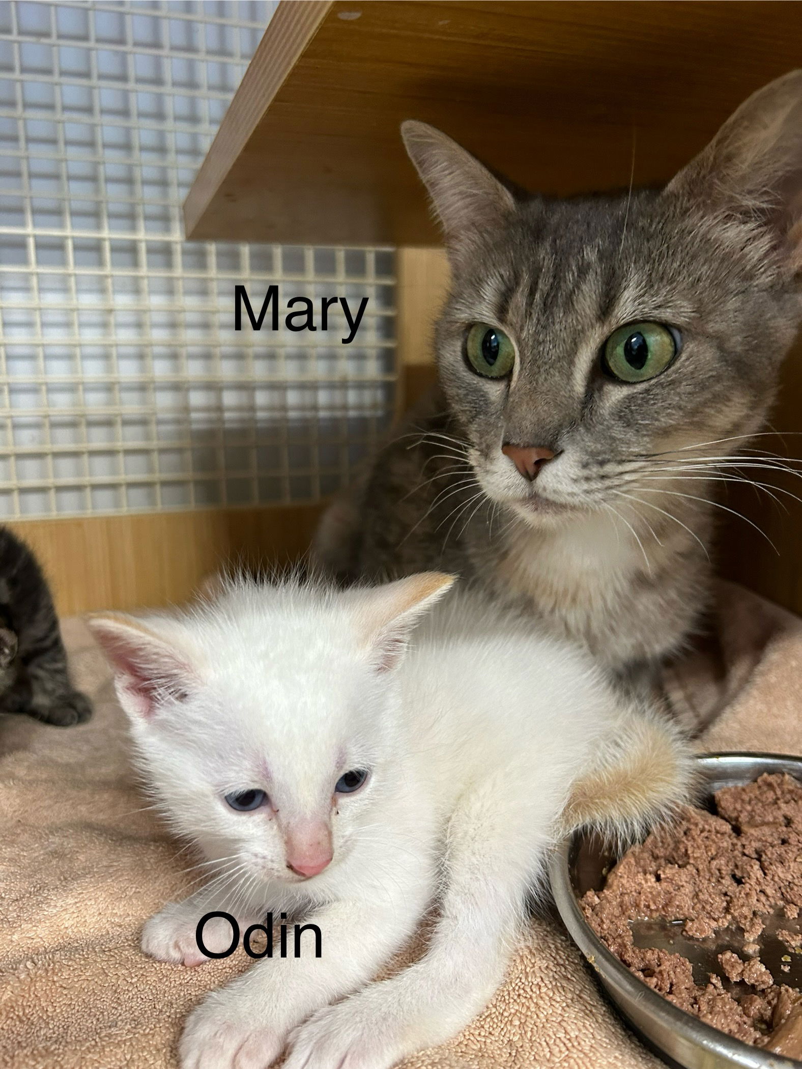 adoptable Cat in Dickson, TN named Mary      (th)